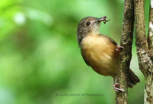 Yuk Kenalan dengan Pelanduk Sulawesi, Burung Penyanyi Endemik!