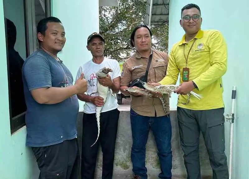 14 Ekor Anakan Buaya Muara Diserahkan ke BKSDA Kalsel