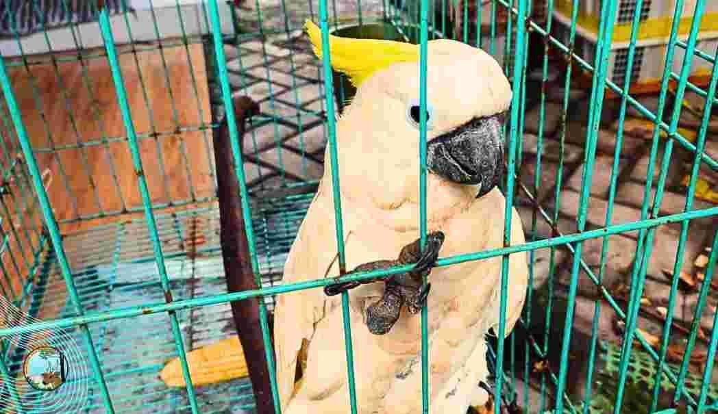 Tanpa Dokumen Sah, Puluhan Satwa Liar Diamankan di Surabaya