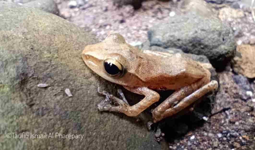 Serunya Pelesiran dan Bersua dengan Katak Pohon Endemik