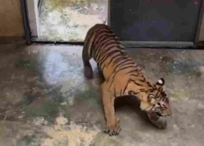 Berkenalan dengan Aprilia, Harimau Sumatera yang Ditranslokasi dari BBKSDA Riau
