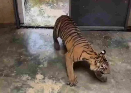 Berkenalan dengan Aprilia, Harimau Sumatera yang Ditranslokasi dari BBKSDA Riau