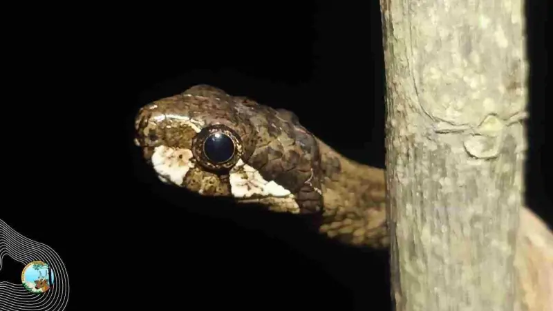 Berkenalan Singkat dengan Aplopeltura Boa