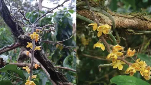 Keanehan Anggrek Baru yang Ditemukan di Indonesia: Berakar, tapi Tak Berdaun