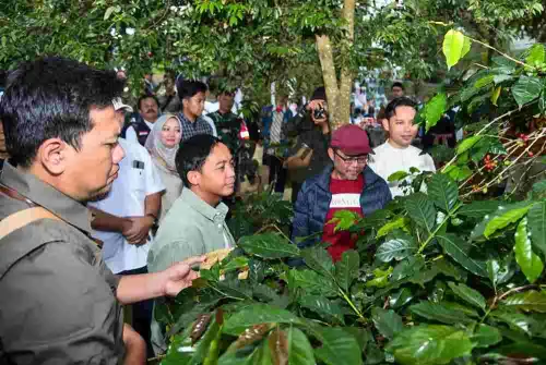 Kopi Sarongge, Kopi Asli Indonesia yang Menjelajah ke Luar Negeri