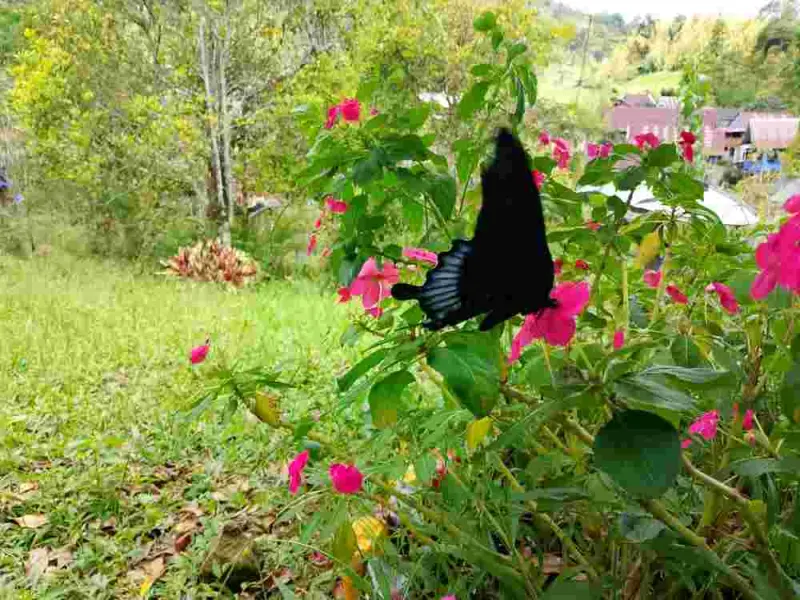 Perjumpaan Sukacita dengan Kupu-Kupu Papilio Ascalapus