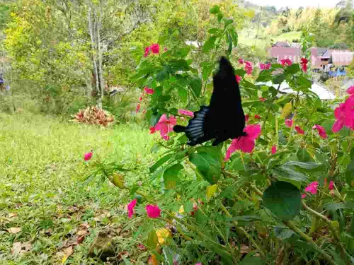 Perjumpaan Sukacita dengan Kupu-Kupu Papilio Ascalapus