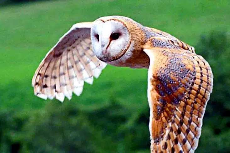Perihal Burung Serak Jawa, Pengendali Hama Alami dan Berkelanjutan