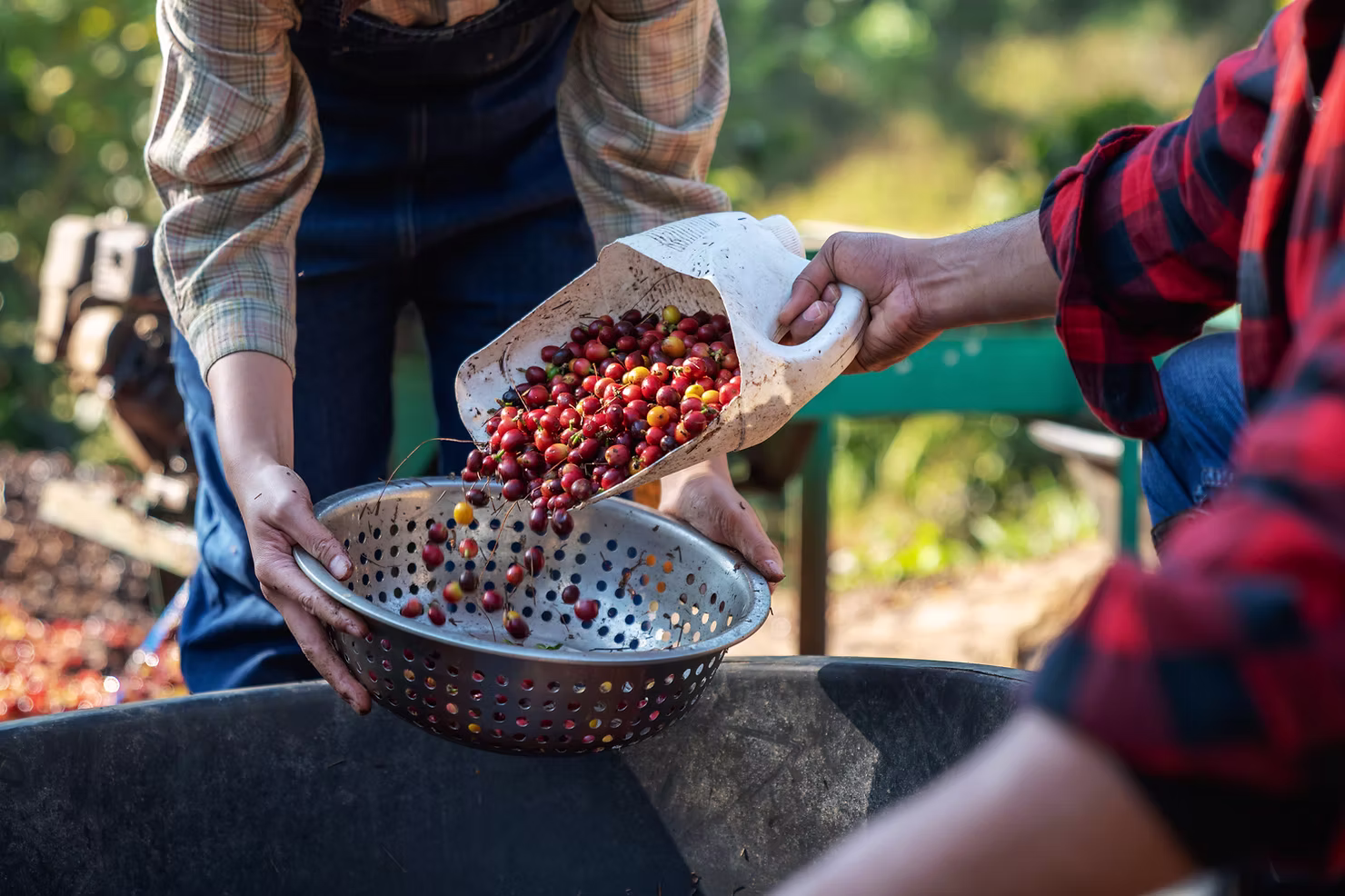 Demi Keberlanjutan, KOLTIVA Validasi Petani Kopi di Amerika Selatan Secara Digital