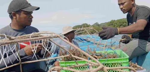 Laman, Upaya Rehabilitasi Terumbu Karang dan Peningkatan Ekonomi Masyarakat