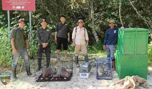 Pelepasliaran Satwa Dilindungi ke Habitatnya, Upaya BBKSDA Jatim Melestarikan Bumi
