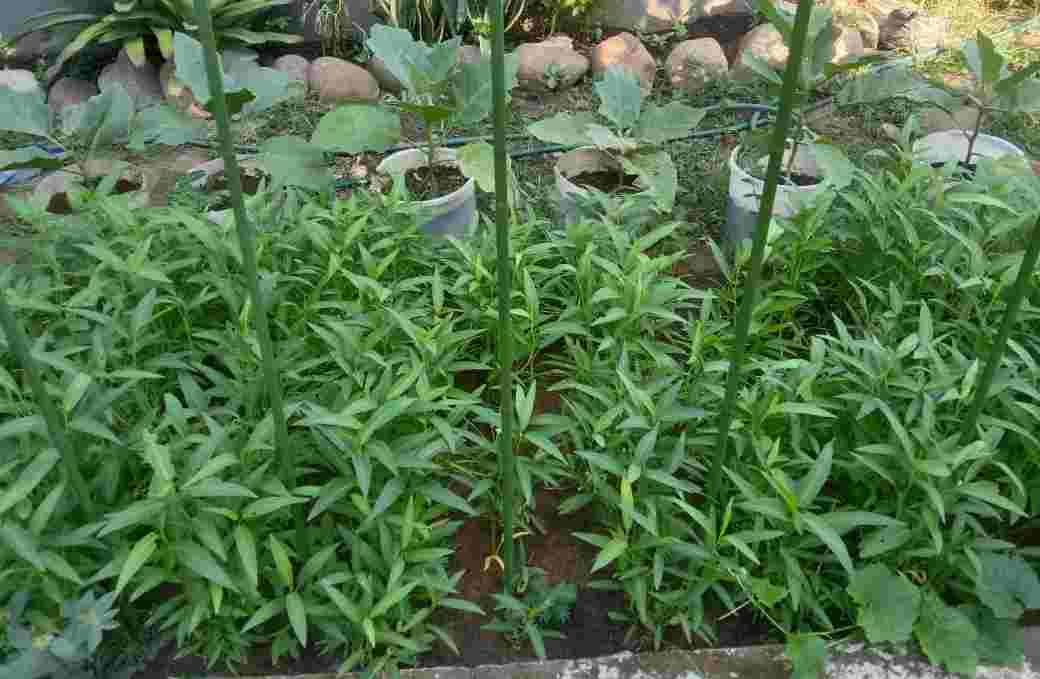 Menikmati "Hidden Garden" KWT Permata Hijau di Kelurahan Bangkala Kota Makassar