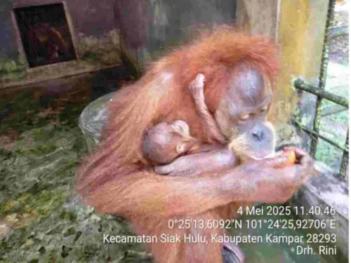 Ade, Bukti Nyata Keberhasilan Pengelolaan Lembaga Konservasi