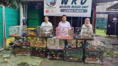 Penyelundupan 735 Ekor Burung yang Transit di Makassar Berhasil Digagalkan