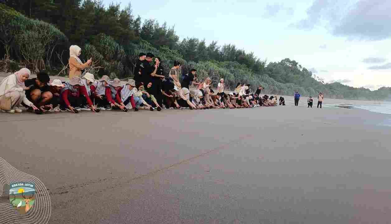 Puluhan Tukik Memenuhi Panggilan Laut