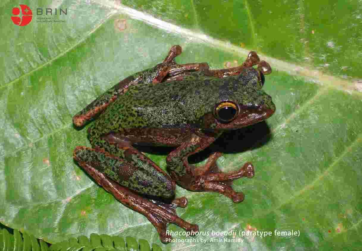 Spesies Baru Katak Pohon Kembali Ditemukan di Tanah Sulawesi