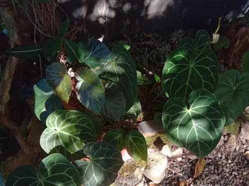 Pinrang Plants, Menyemai Asa di Balik Daun-daun Tropis