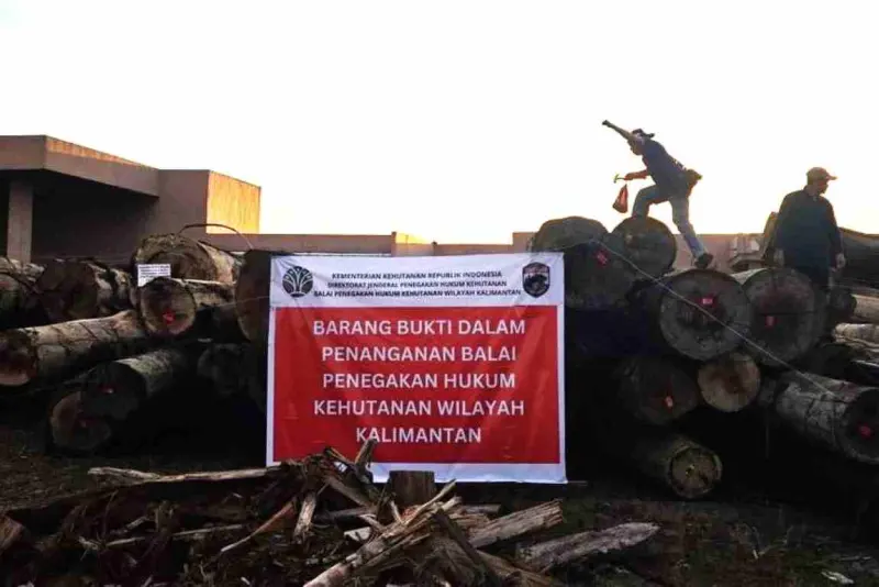 Ratusan Kubik Kayu Bulat Ilegal di Ketapang Berhasil Diamankan