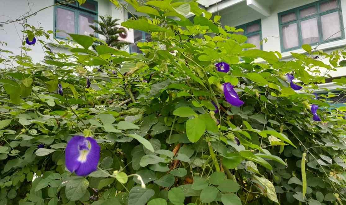 Puang Safi’ dan Keajaiban Bunga Telang pada  Matanya