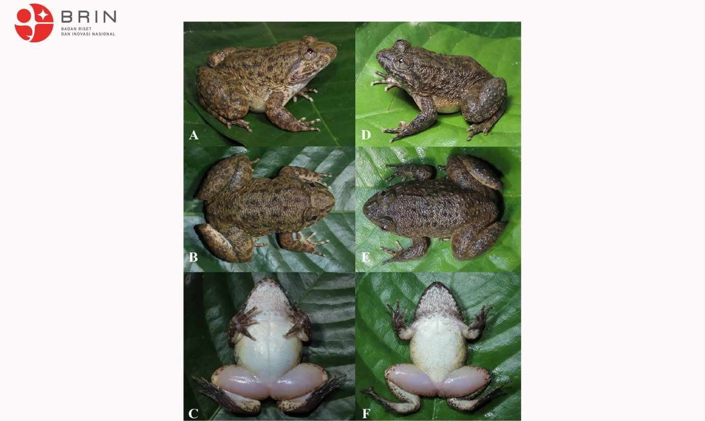 Aneh tapi Nyata,  Katak Bertaring Ditemukan di Kalimantan