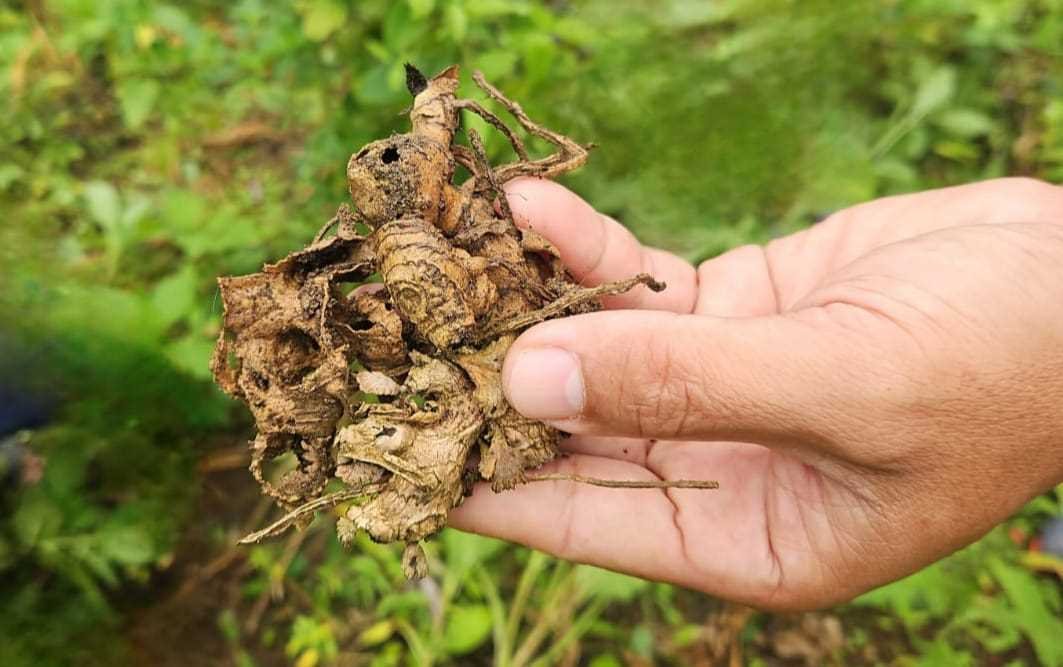 Penyuluh, Petani, dan Fusarium: Pertarungan untuk Jahe Barugae