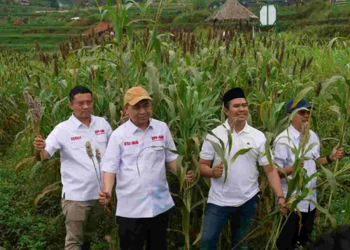 GAN dan SCI Sepakat Kembangkan Sorgum untuk Program Ketahanan Pangan dan Energi