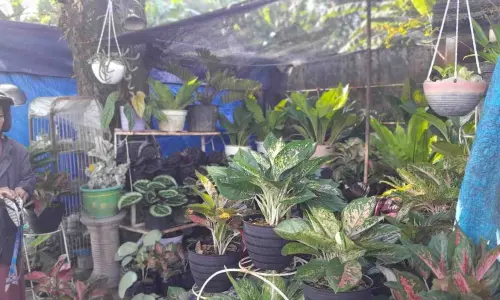 Tentang Tanaman Hias Anthurium dan Keunikannya