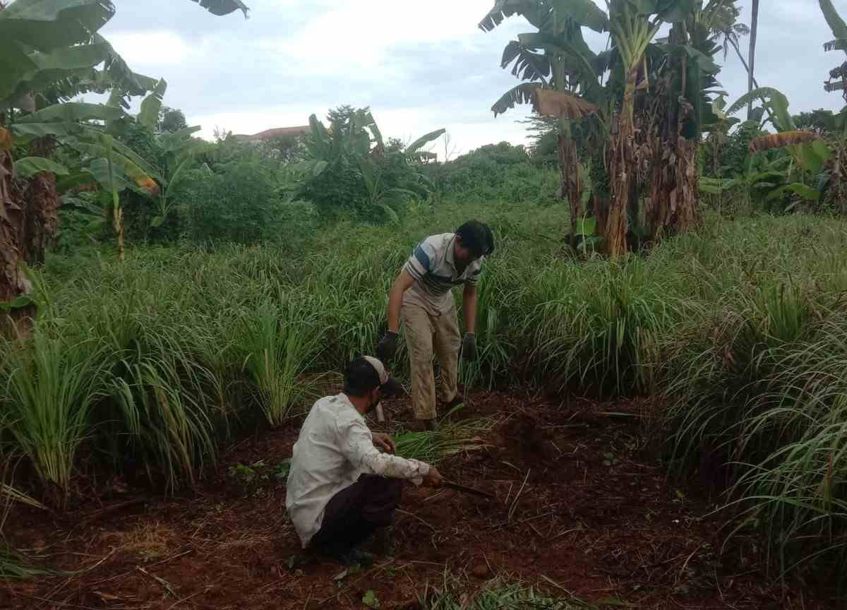 Urban Farming, Mengubah Lahan Terbatas Jadi Ruang Silaturahmi dan Cuan