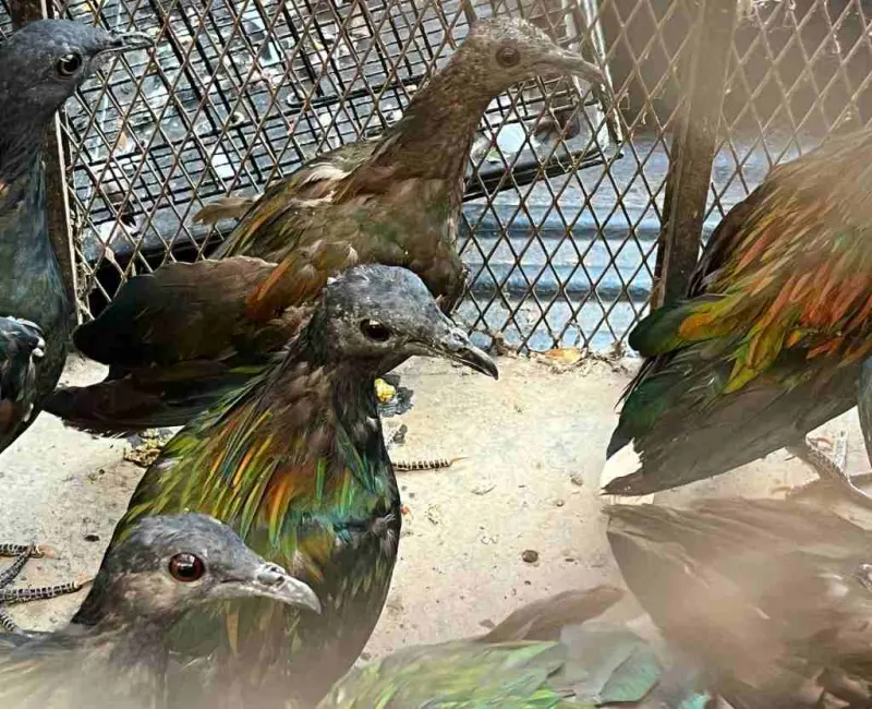 Gakkum Kehutanan Bongkar Perdagangan Satwa Dilindungi di Sulsel, Puluhan Ekor Burung Diamankan