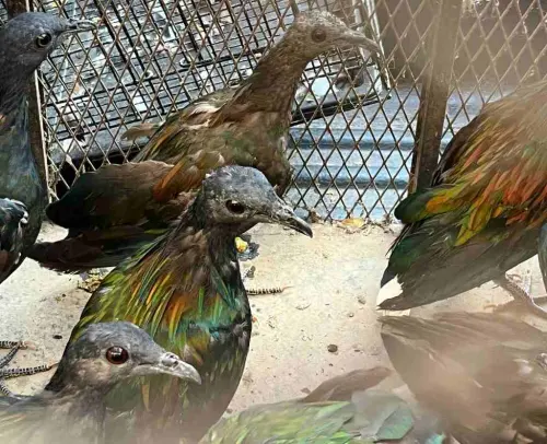 Gakkum Kehutanan Bongkar Perdagangan Satwa Dilindungi di Sulsel, Puluhan Ekor Burung Diamankan