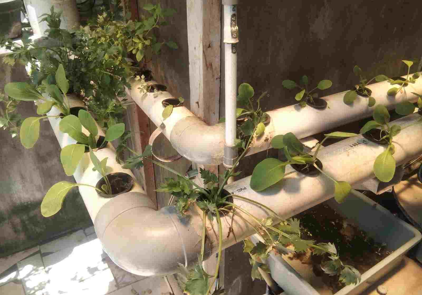 Urban Farming, Metode Jitu Menghijaukan Kota Makassar