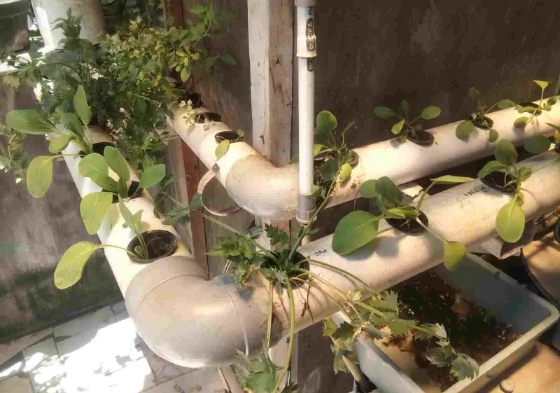 Urban Farming, Metode Jitu Menghijaukan Kota Makassar