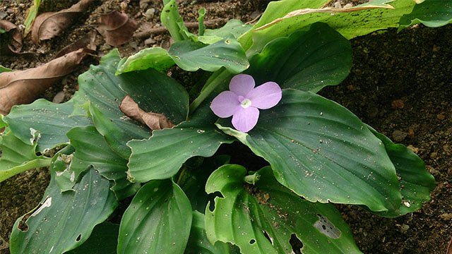 Cakkuru (Kencur), Tanaman Obat dan Rempah yang Luput dari Perhatian