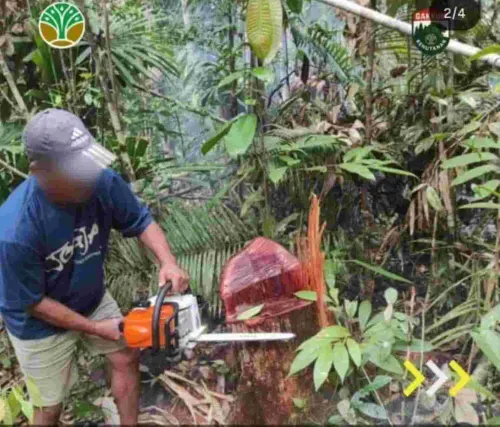 Beraksi  di Perbatasan Indonesia-Malaysia, 7 Pelaku Pembalakan Liar Diamankan