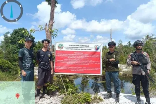 Karena Orang Utan, 12 Pelaku PETI di TN Tanjung Puting Berhasil Diamankan