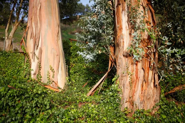 Reindow Eucalyptus, Pohon Ajaib yang Batangnya Menjelma Lukisan Berwarna