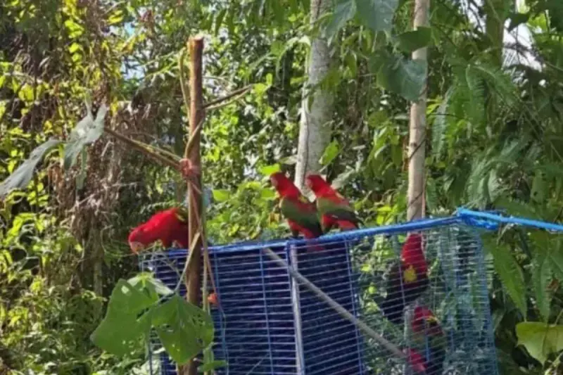 7 Ekor Burung Nuri Ternate Kembali Menikmati Kebebasan di Habitatnya