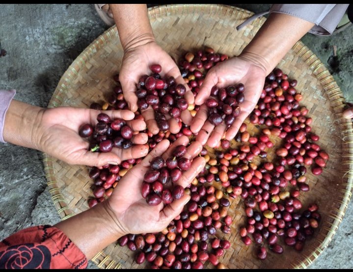 Saatnya Menata Ulang Kebiasaan Konsumsi Kopi