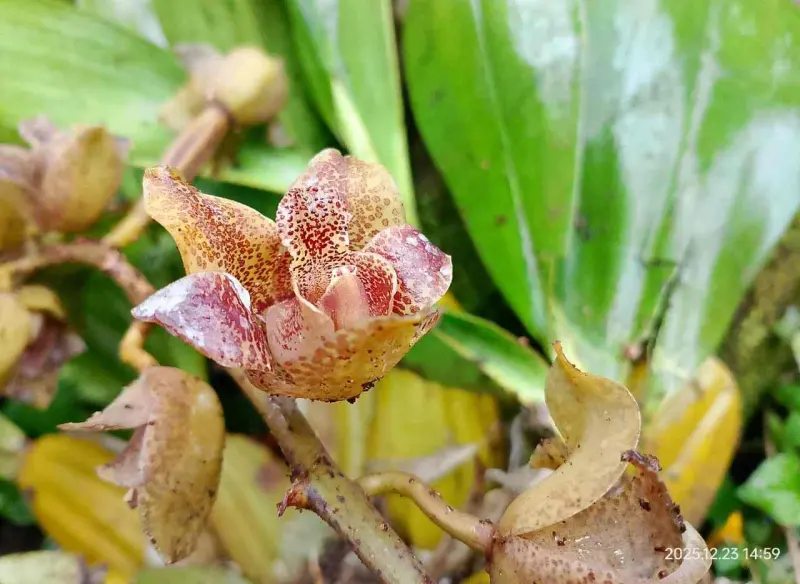 Perihal Pohon Durian di Belakang Rumah dan Anggrek Macang yang Menghuninya