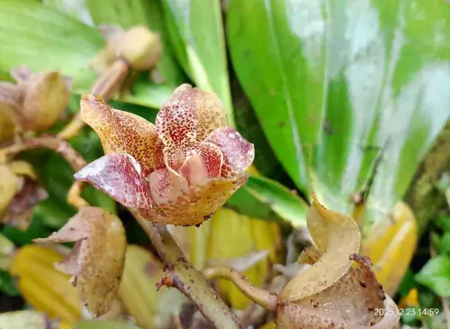 Perihal Pohon Durian di Belakang Rumah dan Anggrek Macang yang Menghuninya