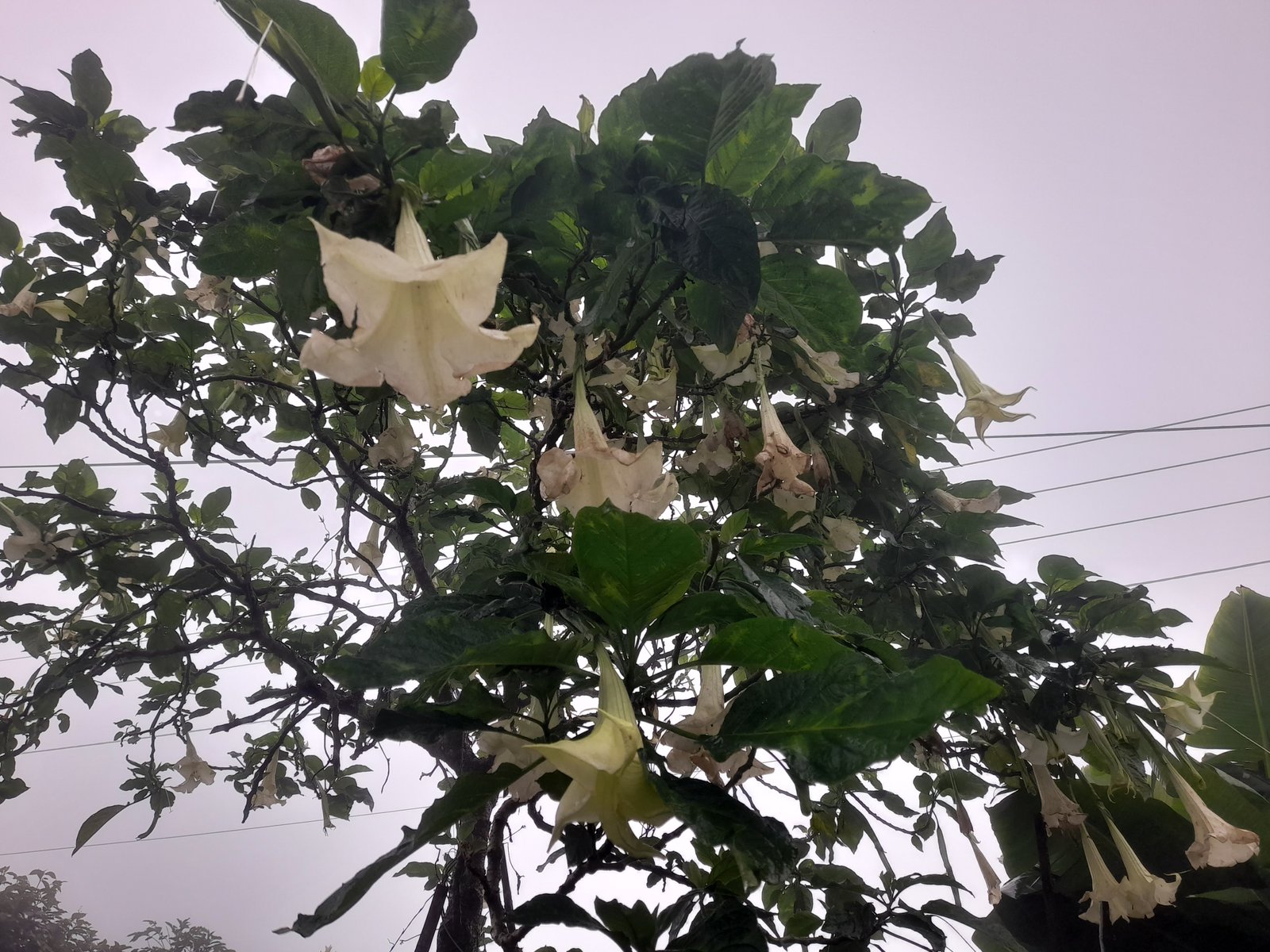 Pesona Maut Terompet Malaikat, Kecantikan Brugmansia di Tanah Pattapang