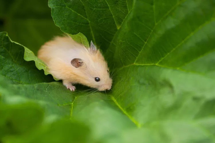 Selain Lucu, Ini 12 Fakta Menarik Lainnya dari Hamster yang Jarang Diketahui