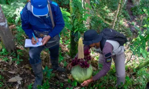 Lagi, BKSDA Sumbar Temukan Bunga Bangkai