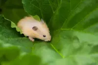 Selain Lucu, Ini 12 Fakta Menarik Lainnya dari Hamster yang Jarang Diketahui
