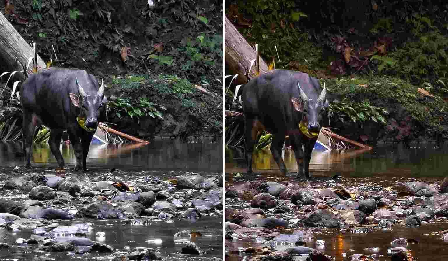 Antara Kagum dan Gemetar: Kisah di Balik Perjumpaan Anoa Jantan