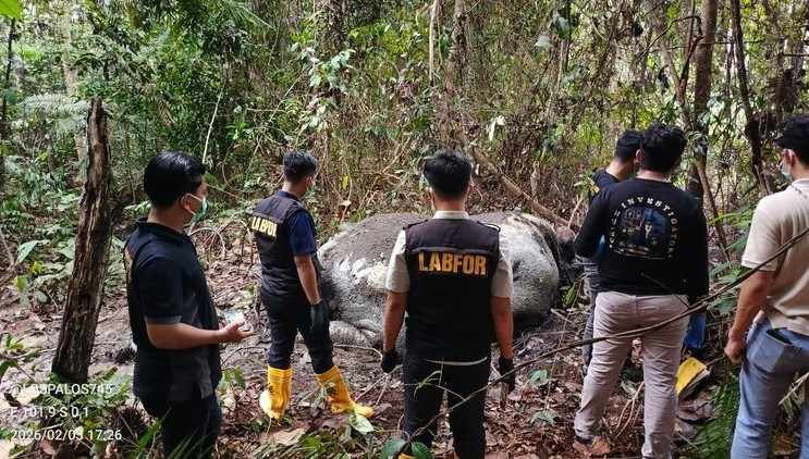Mengenaskan, Gajah Sumatera Mati dengan Kepala Terpotong