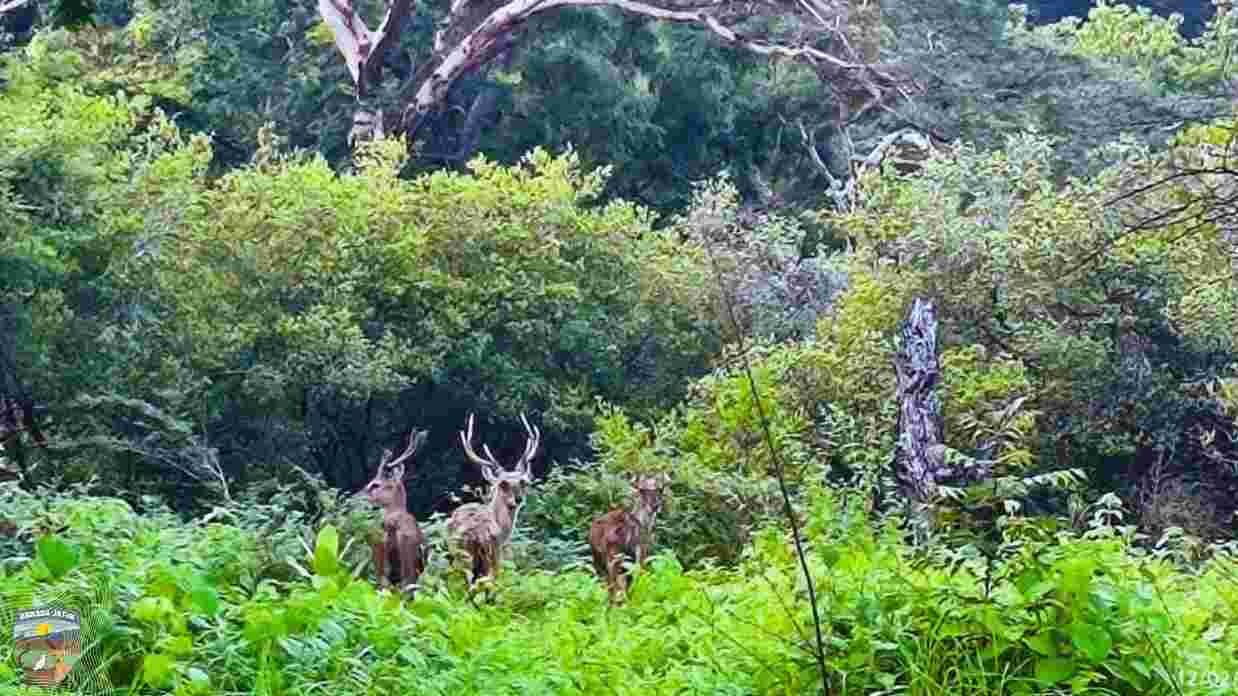 Puluhan Ekor Rusa Timor Mendenyutkan Kehidupan Savana Baluran