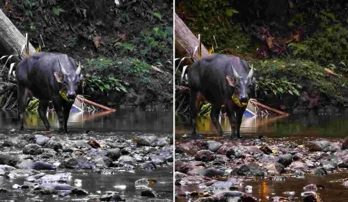 Antara Kagum dan Gemetar: Kisah di Balik Perjumpaan Anoa Jantan
