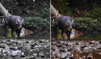 Antara Kagum dan Gemetar: Kisah di Balik Perjumpaan Anoa Jantan
