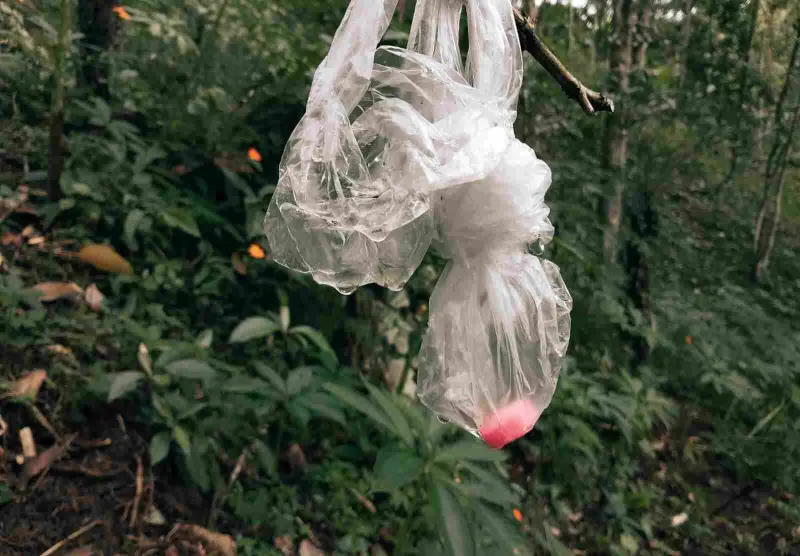 Kapur Barus, Inovasi Unik Mengusir Babi Hutan tanpa Menyakiti